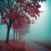 Isandor